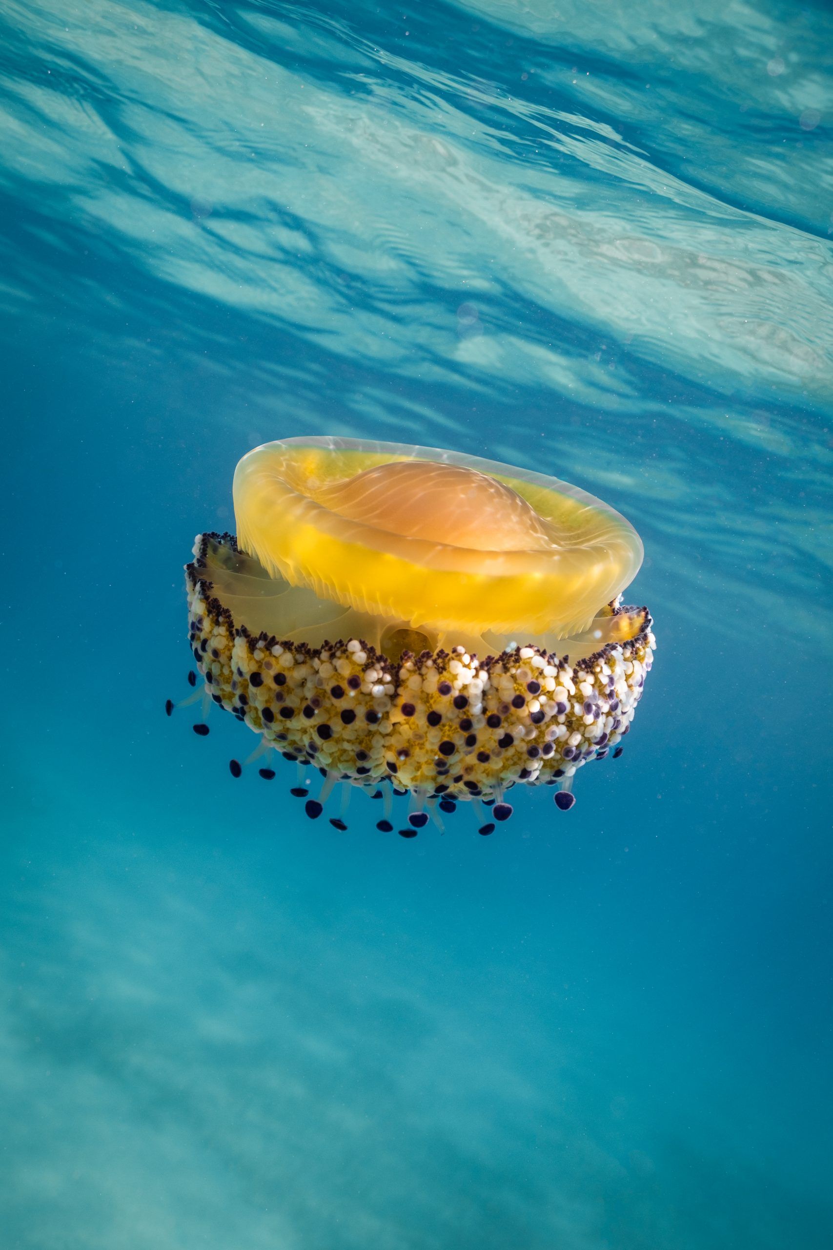 Méduse œuf au plat dérivant sous la surface