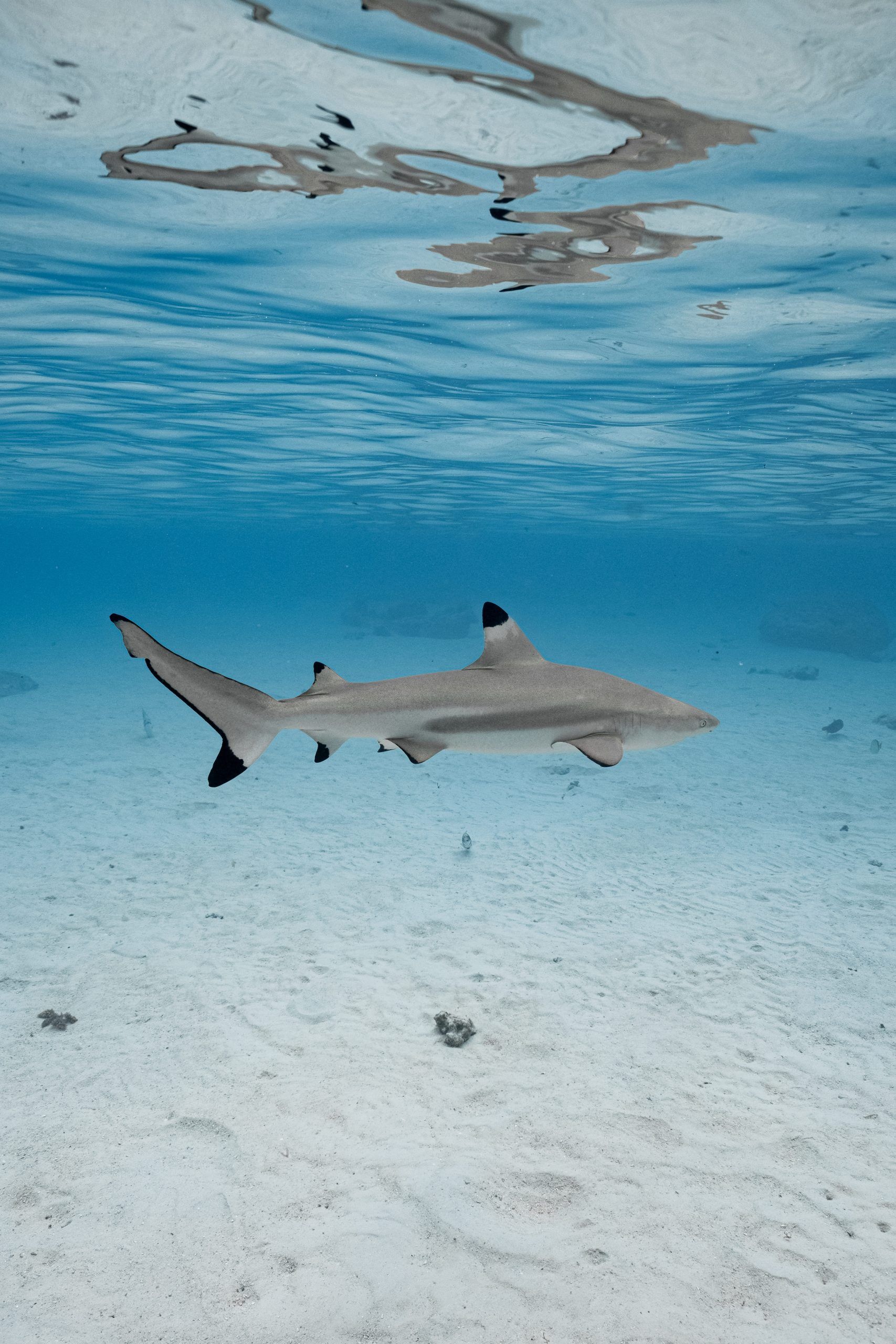 Requin pointe noire au-dessus d’un fond sableux
