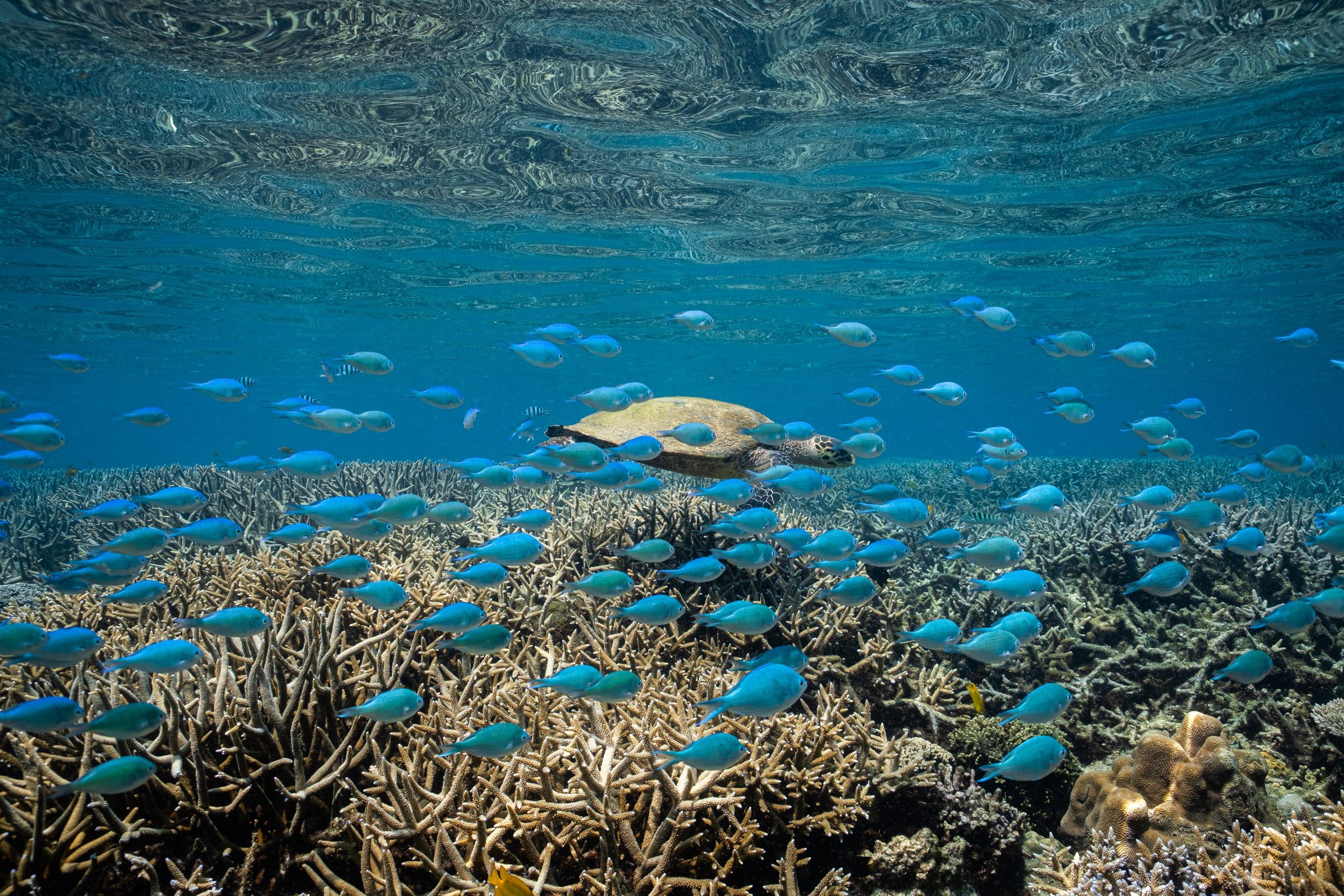 Tortue nageant au-dessus d’un champ de coraux peuplé de petits poissons bleus